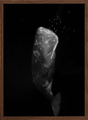 Black and whale Poster