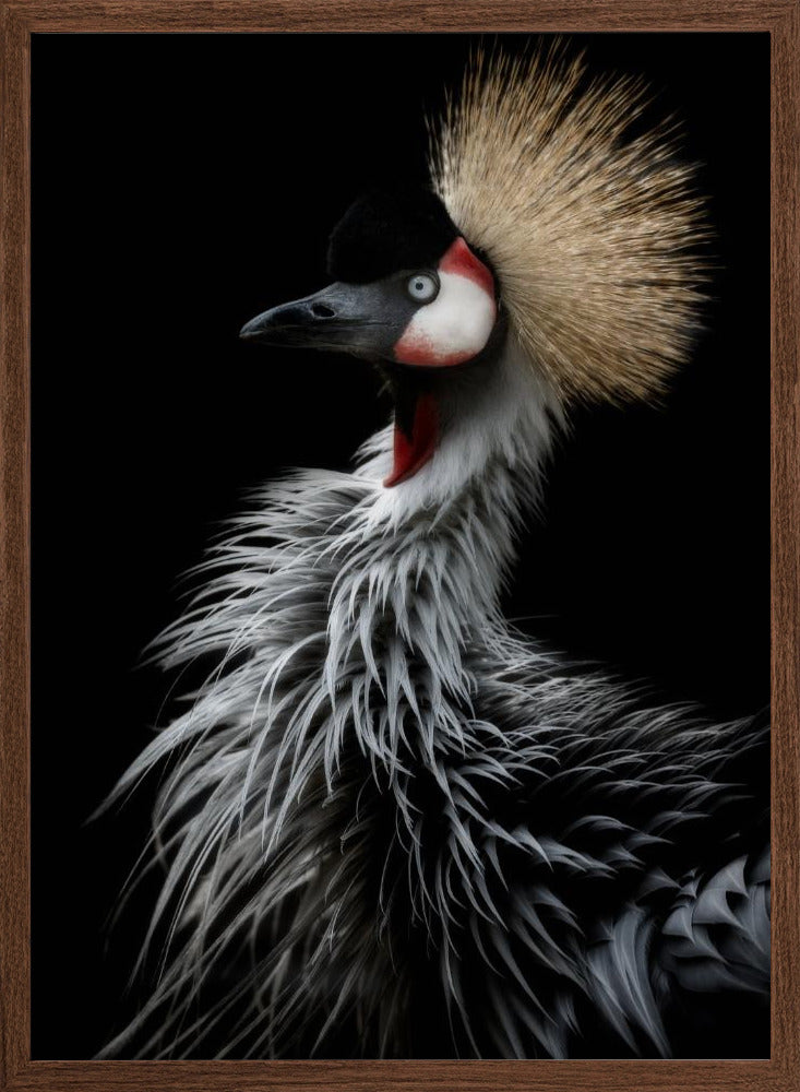 Crowned crane's portrait Poster