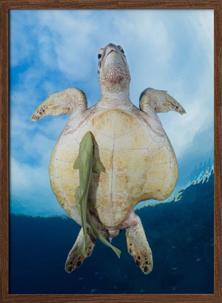 Green Sea turtle survivor Poster