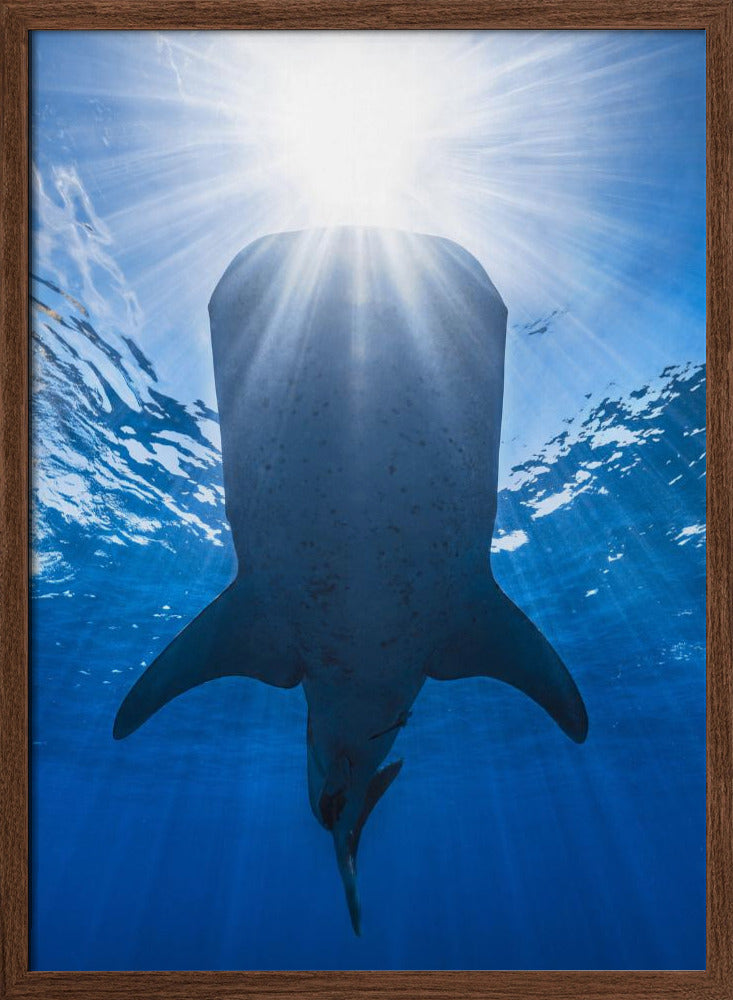 Whale shark and sun Poster