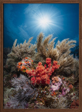 Underwater life Poster