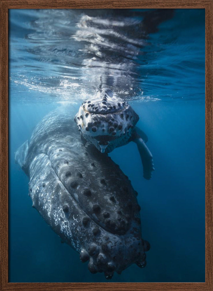 Humpback whale and calf Poster