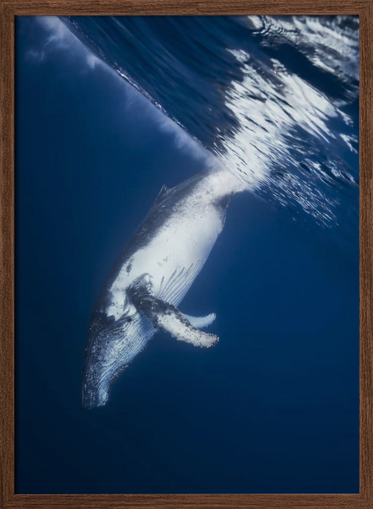 Reversing: Humpback Whale Poster