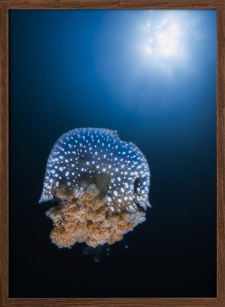 Jellyfish from Tachai pinnacle Poster