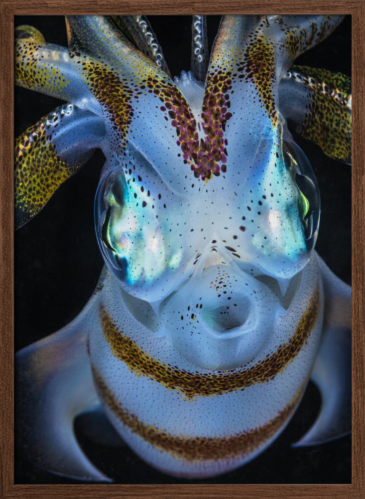 Squid close up Poster