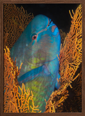 Ember parrotfish Poster