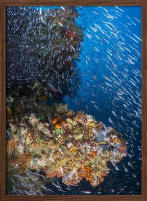 Coral reef under the sun of Raja Ampat. Poster