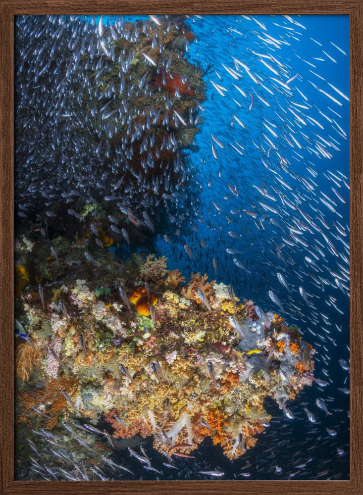 Coral reef under the sun of Raja Ampat. Poster