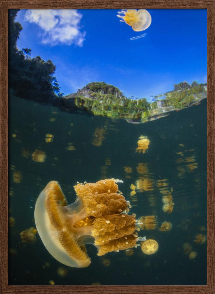 Flying jellyfish Poster