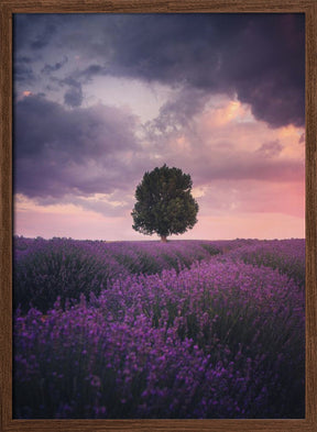 Lavender Fields, Isparta Poster