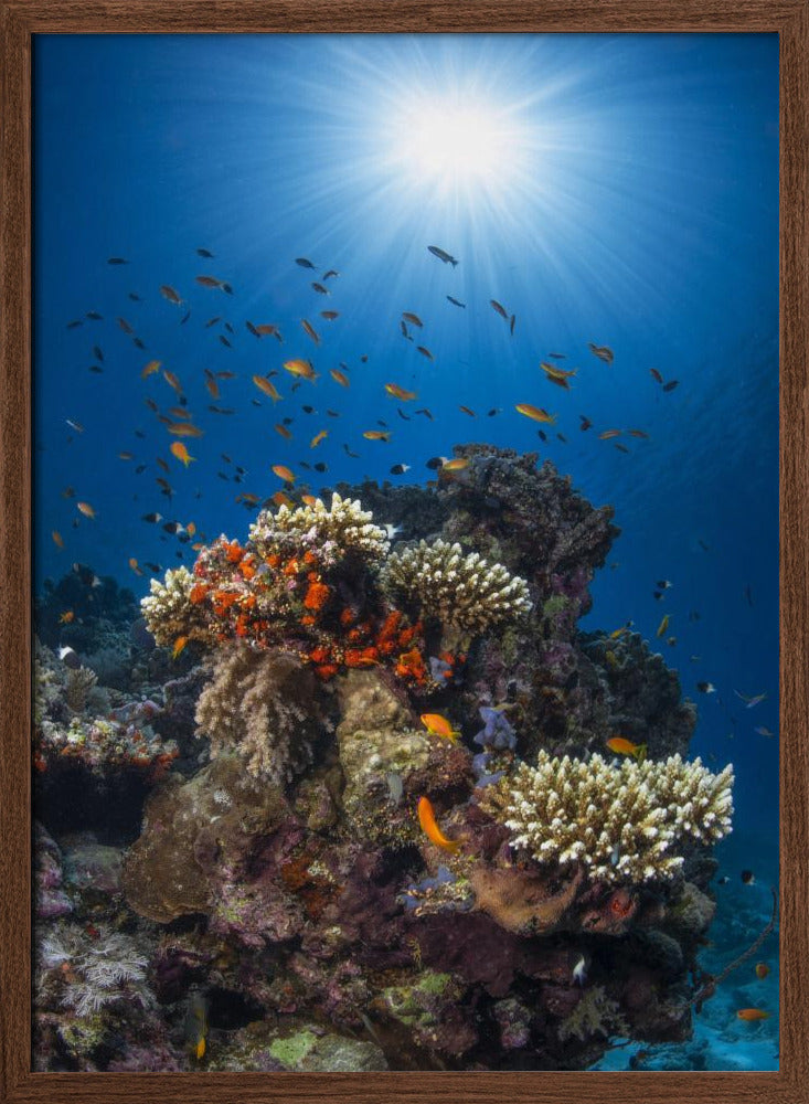 Reef and sunshine Poster