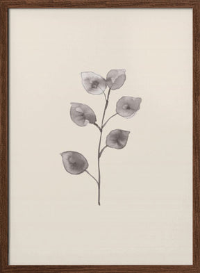 Eucalyptus Twig Poster