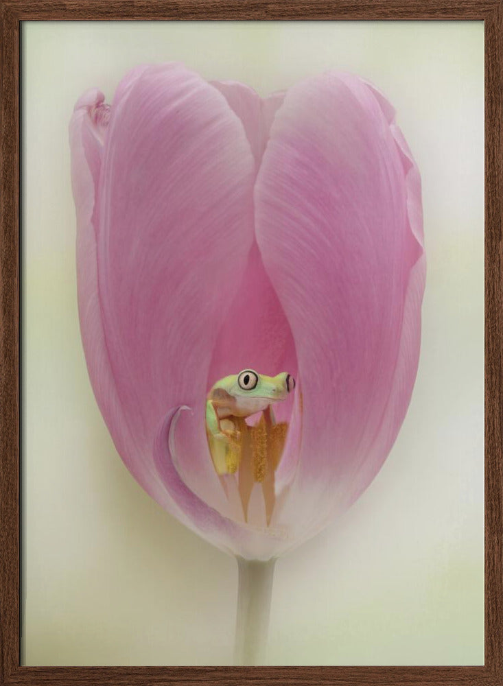 The Lemur Tree Frog and the Pink Tulip Poster