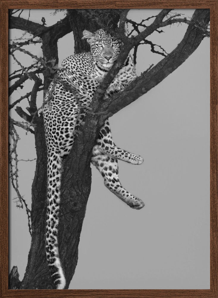 Rest On The Tree Poster