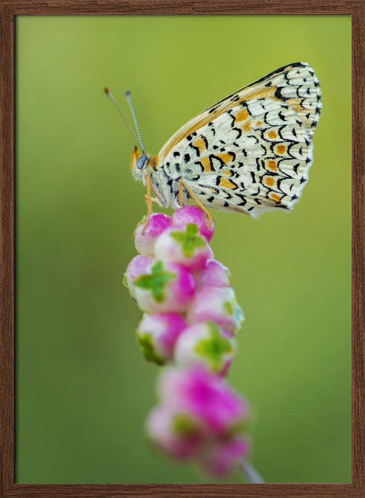 Butterfly at the tip Poster