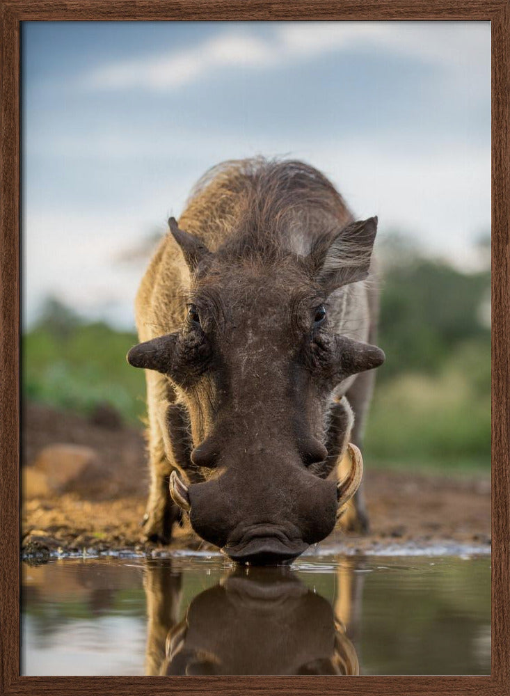 HEAD ON HOG Poster