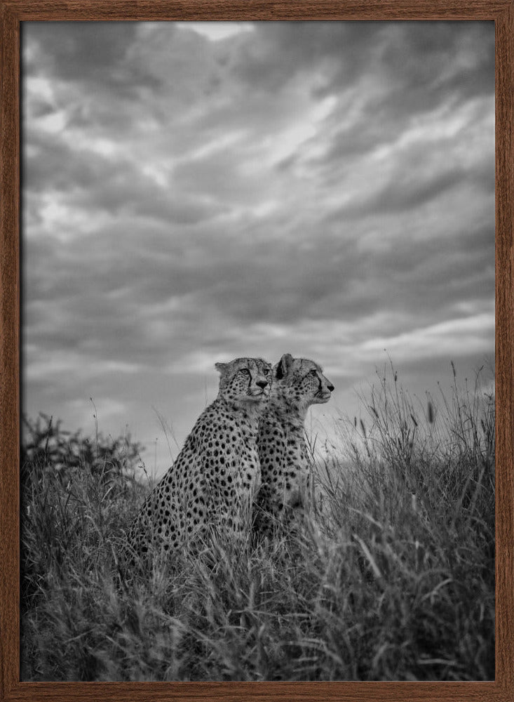CHEETAH DREAMS Poster