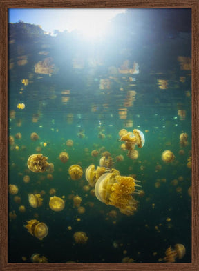 Lenmakana Jellyfish Poster