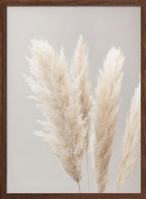 Pampas Grass Grey 02 Poster