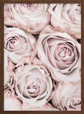 Pink Roses No 01 Poster