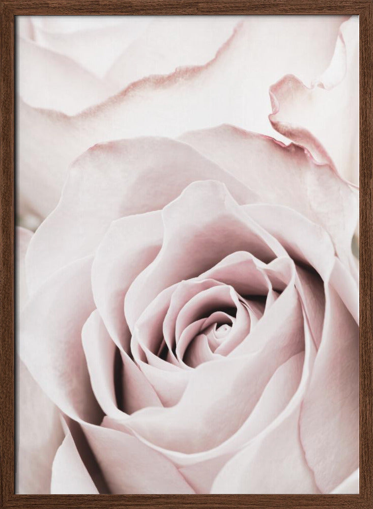 Pink Rose No 05 Poster