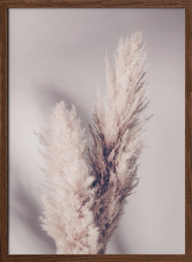 Pampas Grass Poster