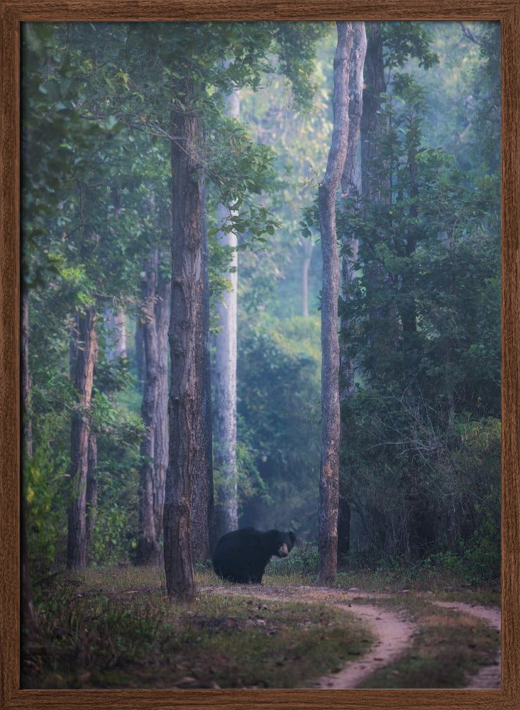 Sloth bear Poster