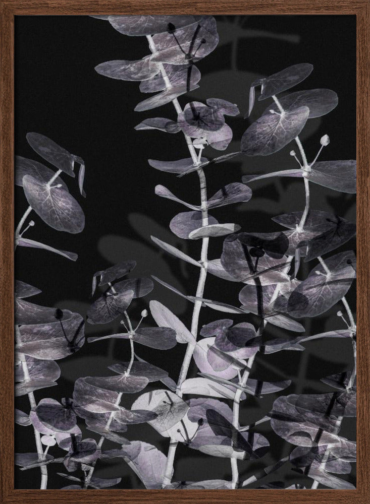 Eucalyptus_Negative_002 Poster