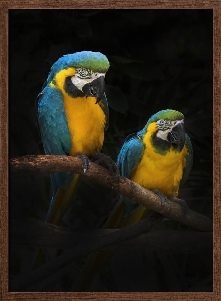 Macaw Parrots Poster