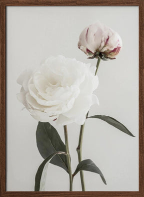 Peony 12 Poster