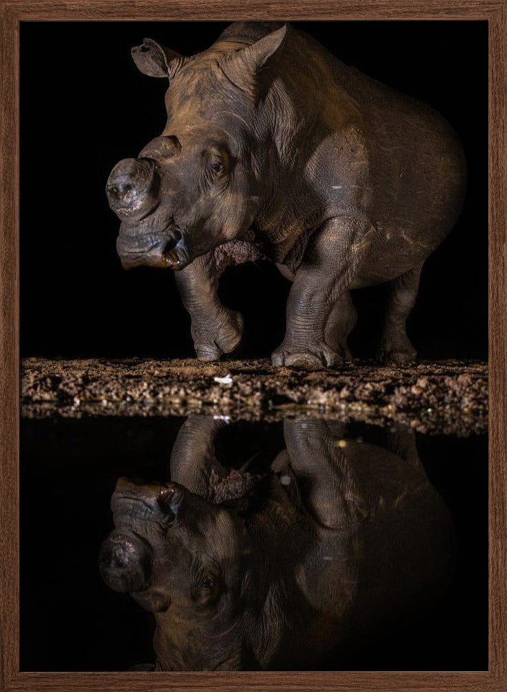 REFLEXION RHINO Poster