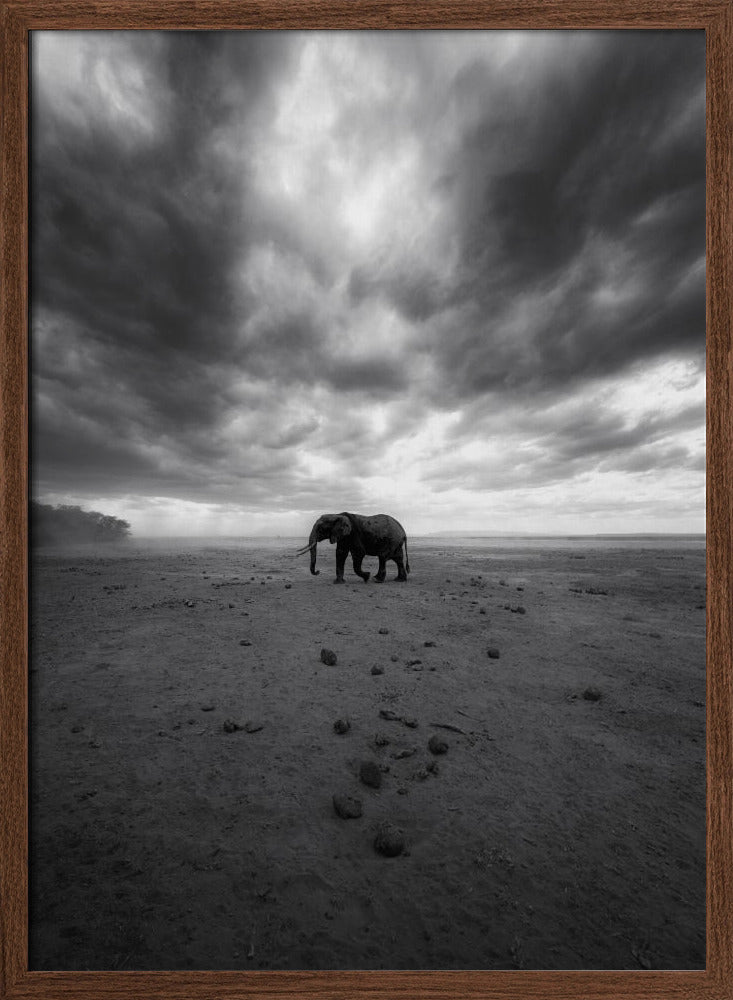 Amboseli Poster