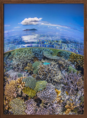 The North Reef Coral Garden Poster