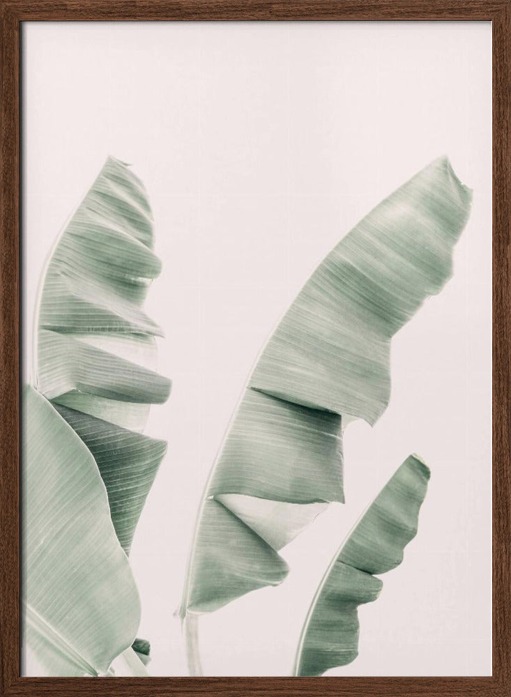 Blush Banana Leaves Poster