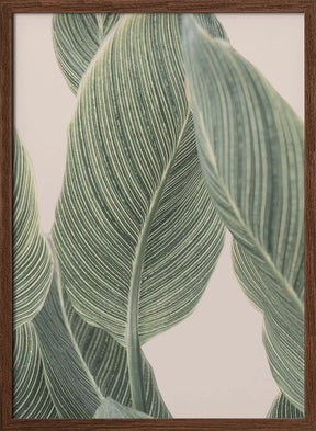 Calla Leaf Poster