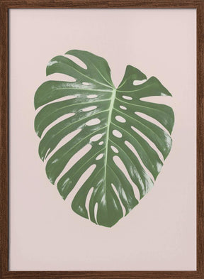 Monstera Leaf Blush Poster