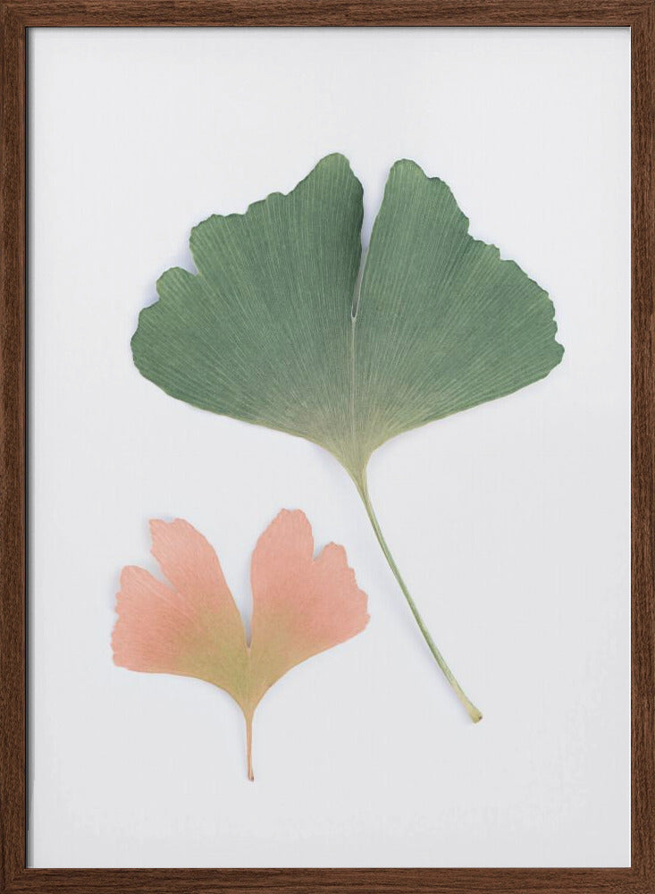 Pastel Ginkgo Poster