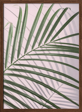 Palm Leaf Shadow Poster