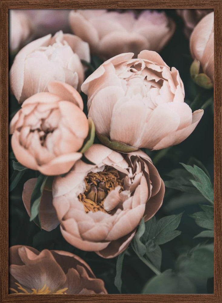 Coral Peonies Poster