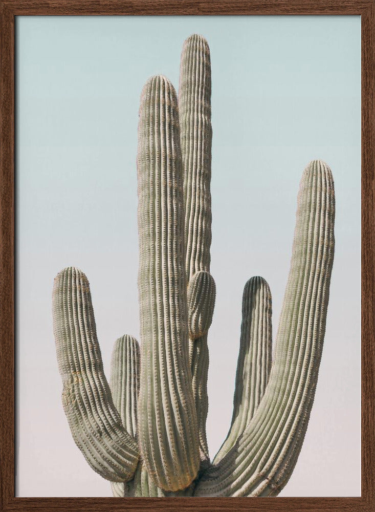 Saguaro Poster