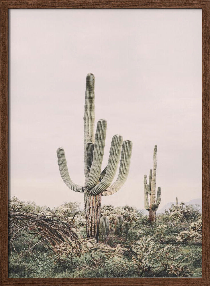 Pink Saguaro Poster