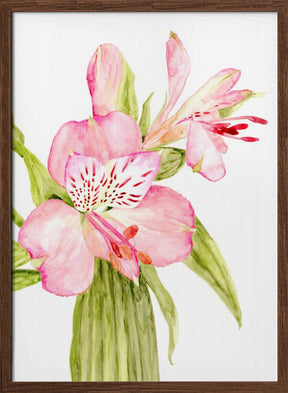 Pink watercolor alstroemeria Poster