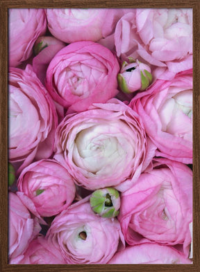 Pink ranunculus Poster