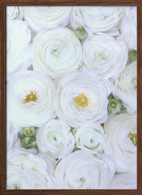 Pure white ranunculus Poster