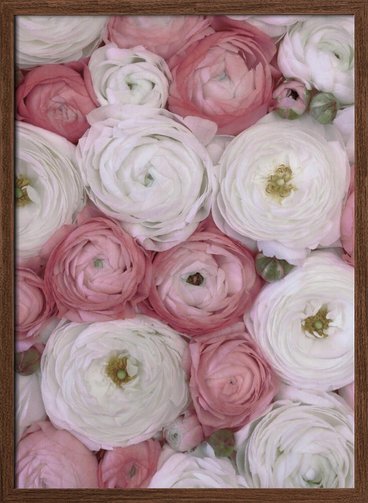 Scattered ranunculus in muted pink II Poster