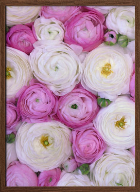 Scattered ranunculus in pink I Poster