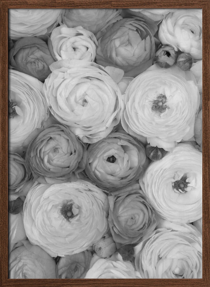 Scattered ranunculus grayscale II Poster