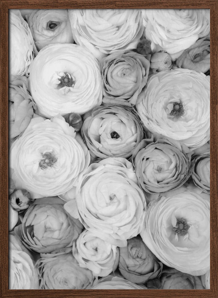 Scattered ranunculus grayscale I Poster