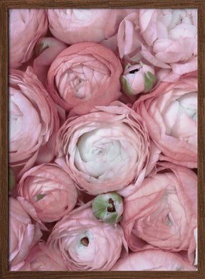 Subdued blush ranunculus Poster