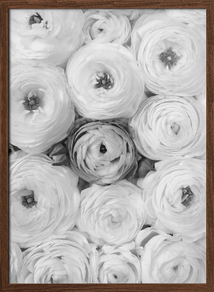 Singular ranunculus gray Poster